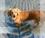 Small #2 Dachshund