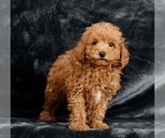 Puppy 0 Poodle (Miniature)