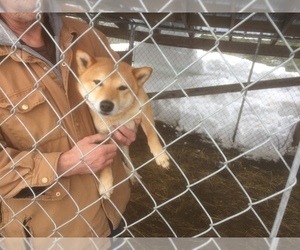 Father of the Shiba Inu puppies born on 10/25/2019