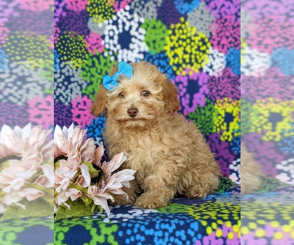 Medium Photo #1 Poodle (Toy) Puppy For Sale in CHRISTIANA, PA, USA