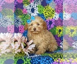Small Photo #1 Poodle (Toy) Puppy For Sale in CHRISTIANA, PA, USA