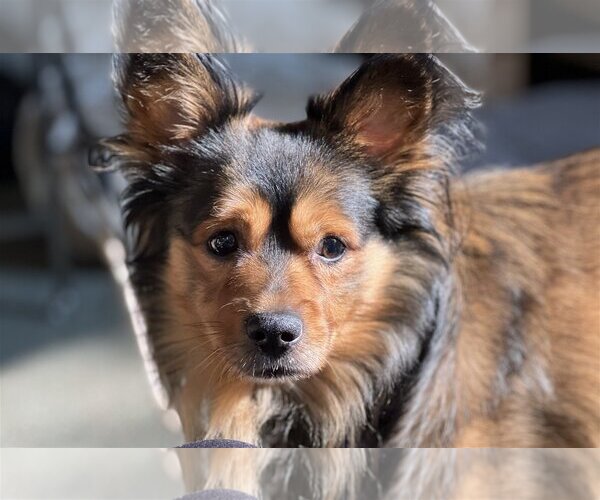 Medium Photo #11 Spaniel-Unknown Mix Puppy For Sale in Boonton, NJ, USA