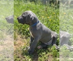 Small Photo #35 Great Dane Puppy For Sale in PINNACLE, NC, USA
