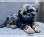 Small Photo #8 Shih Tzu Puppy For Sale in REDLANDS, CA, USA