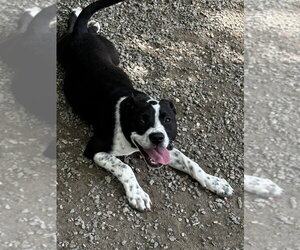 Yin - Female Mutt Dog for Adoption - Photo #4