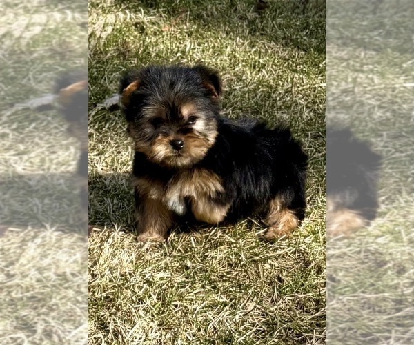 Medium Photo #7 Yorkshire Terrier Puppy For Sale in FAIR HAVEN, MI, USA