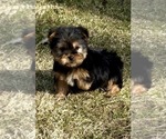Small #6 Yorkshire Terrier