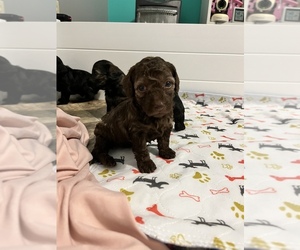 YorkiePoo Puppy for sale in BRAZITO, MO, USA