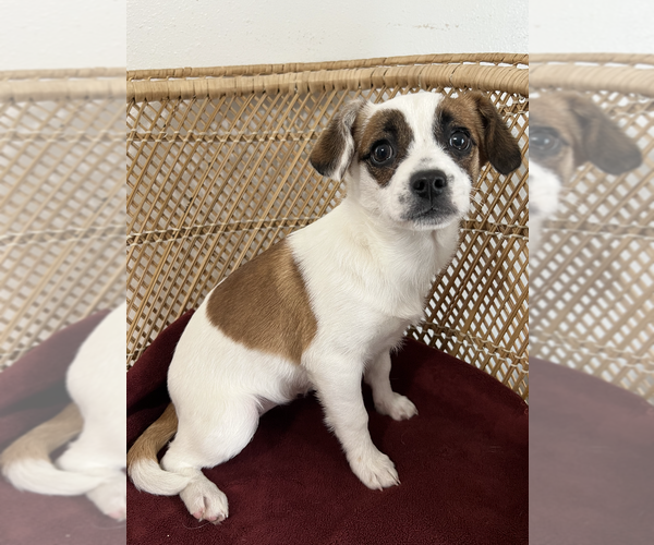 Medium Photo #5 Jack Chi Puppy For Sale in Bellevue, WA, USA