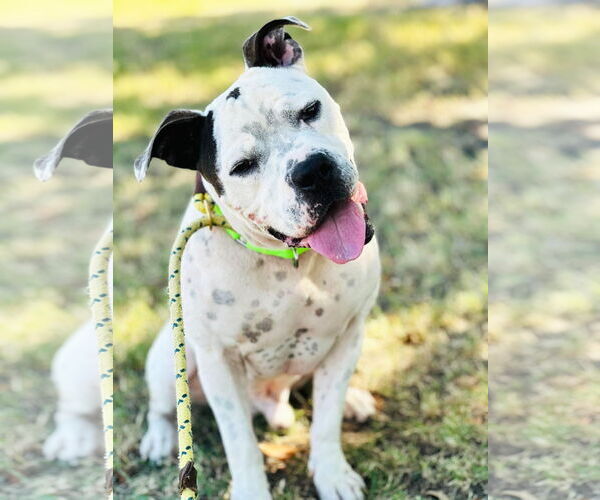 Medium Photo #6 American Pit Bull Terrier-Unknown Mix Puppy For Sale in Rowlett, TX, USA