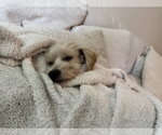 Small #6 Poodle (Miniature) Mix