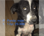 Small #1 Australian Shepherd Mix