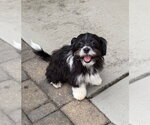Small #2 Shih Tzu Mix