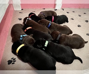 Labrador Retriever Puppy for sale in ELK GROVE, CA, USA