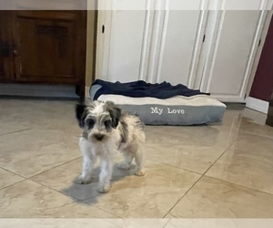 Schnoodle (Miniature) Puppy for Sale in EL CAMPO, Texas USA