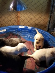 Labrador Retriever Puppy for sale in DARLINGTON, WI, USA
