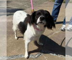 Small #4 Border Collie-Cocker Spaniel Mix