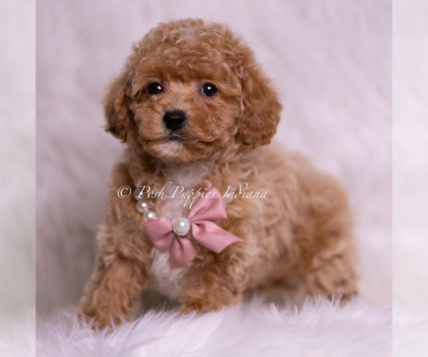 Medium Photo #53 Maltipoo (Miniature) Puppy For Sale in WARSAW, IN, USA