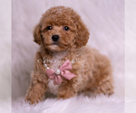 Small Photo #53 Maltipoo (Miniature) Puppy For Sale in WARSAW, IN, USA