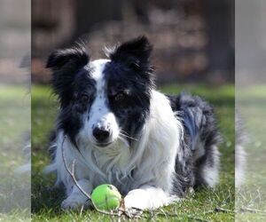Border Collie Dogs for adoption in Highland, IL, USA