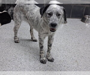 Ash - Male Border Collie-Unknown Mix Dog for Adoption - Photo #3