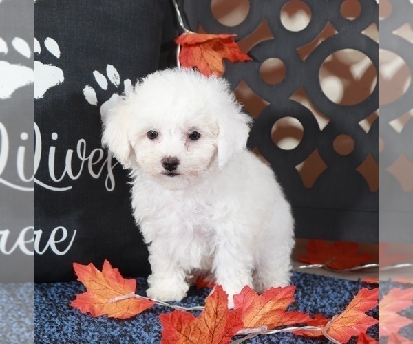 Medium Photo #2 Bichpoo Puppy For Sale in MOUNT VERNON, OH, USA