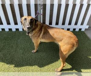 Mutt Dogs for adoption in Modesto, CA, USA