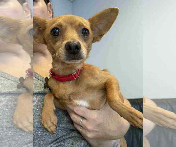 Medium Photo #4 Chihuahua-Unknown Mix Puppy For Sale in Holly Springs, NC, USA