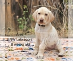 Puppy Ares Labrador Retriever