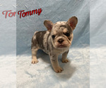 Image preview for Ad Listing. Nickname: Tommy