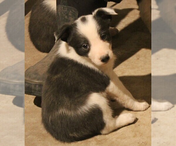 Medium Photo #2 Australian Cattle Dog-Border Collie Mix Puppy For Sale in LEHIGH, IA, USA