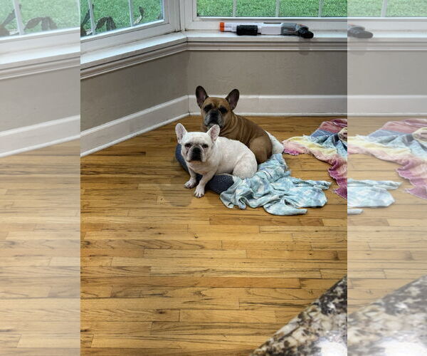Medium Photo #3 French Bulldog Puppy For Sale in Valrico, FL, USA