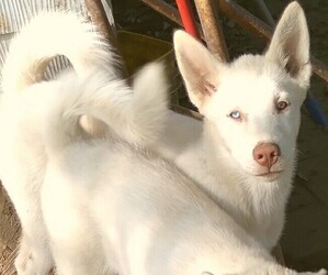 Siberian Husky Puppy for sale in OWENSBORO, KY, USA