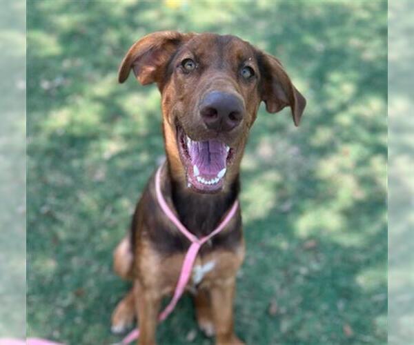 Medium Photo #1 Doberman Pinscher-Unknown Mix Puppy For Sale in Texas City, TX, USA