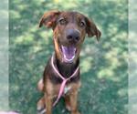 Small Doberman Pinscher Mix