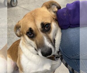 Beagle-Black Mouth Cur Mix Dogs for adoption in Batavia, OH, USA