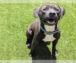 Small #1 American Pit Bull Terrier Mix