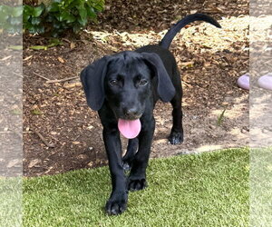 Mutt Dogs for adoption in Hilton Head, SC, USA