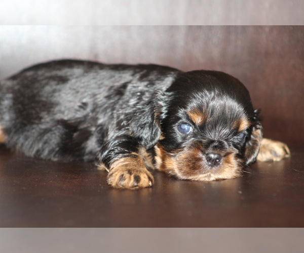 Medium Photo #1 Cavalier King Charles Spaniel Puppy For Sale in DEMOREST, GA, USA