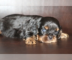 Small Photo #1 Cavalier King Charles Spaniel Puppy For Sale in DEMOREST, GA, USA