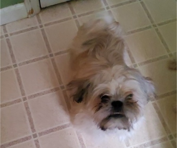 Medium Photo #4 Shih Tzu Puppy For Sale in SAINT CHARLES, MO, USA