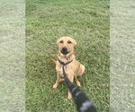 Small #5 Mutt