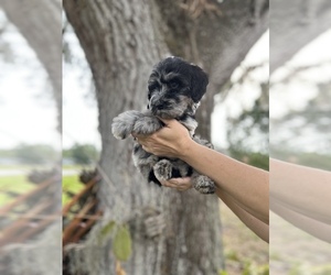 Goldendoodle Puppy for sale in BRADENTON, FL, USA