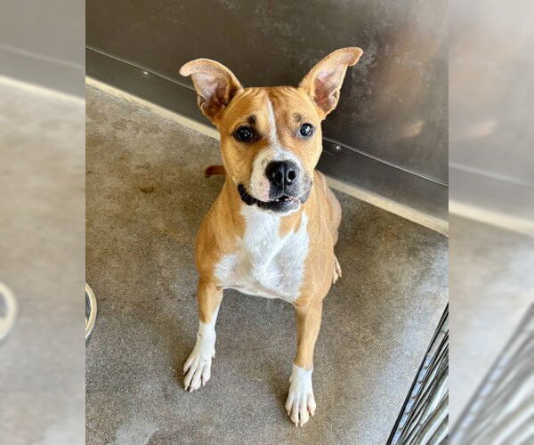 Medium Photo #2 Bullboxer Pit Puppy For Sale in San Bernardino, CA, USA