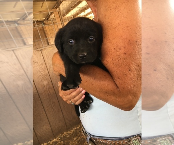 Medium Photo #21 Labrador Retriever Puppy For Sale in BANDERA, TX, USA