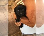 Small Photo #21 Labrador Retriever Puppy For Sale in BANDERA, TX, USA