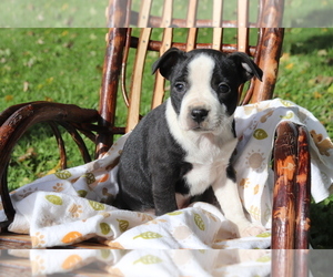 Boston Terrier-Jack Russell Terrier Mix Puppy for sale in SHILOH, OH, USA