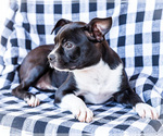 Small #4 Boston Terrier