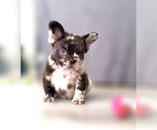 Medium Photo #13 French Bulldog Puppy For Sale in PALMDALE, CA, USA