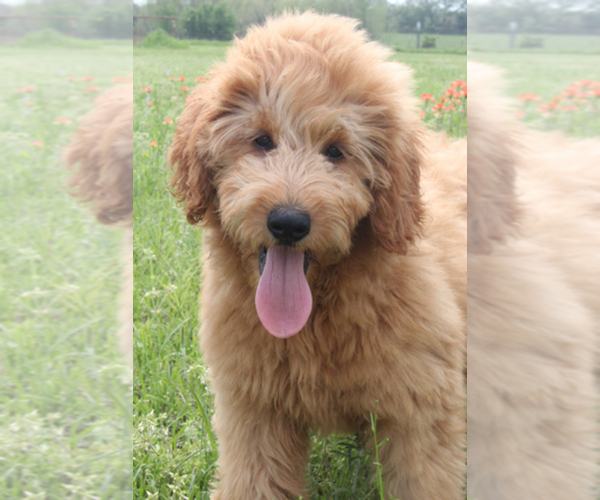 Medium Photo #1 Goldendoodle Puppy For Sale in ITASCA, TX, USA